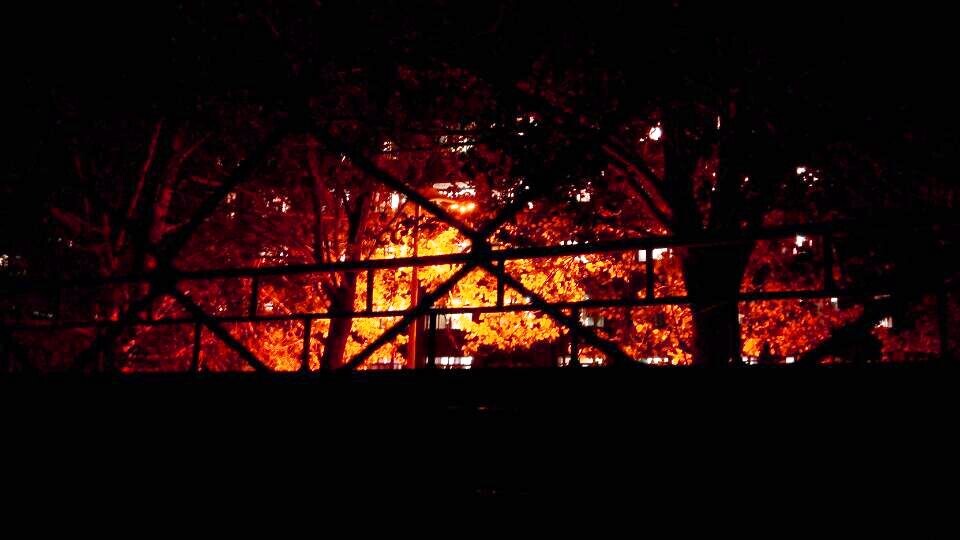 中秋夜，从球场看路灯下的树影
