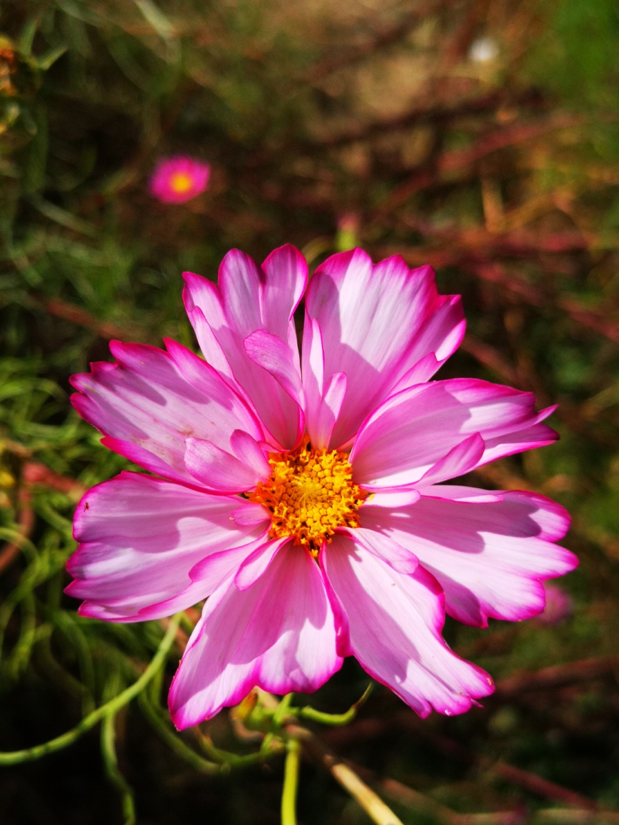 格桑花开