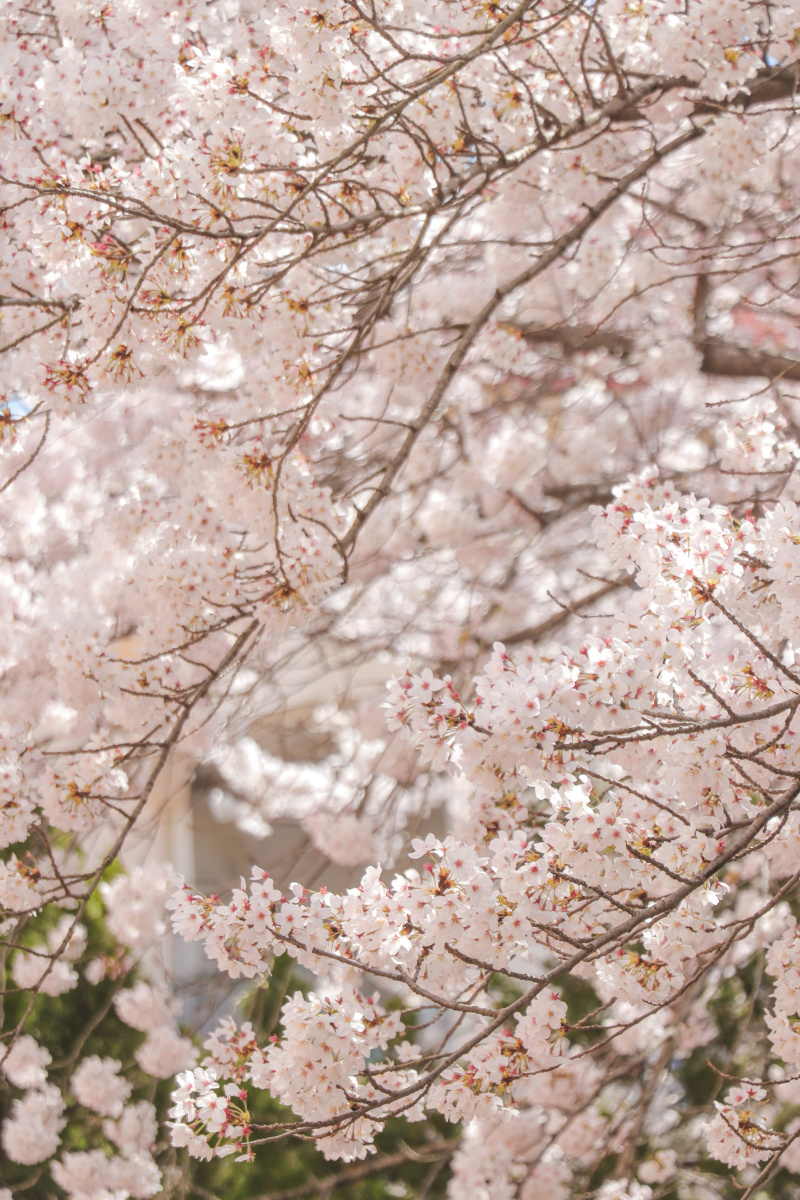 清明假期青岛三明南路樱花一小区里的樱花装点了生活春天太美好了