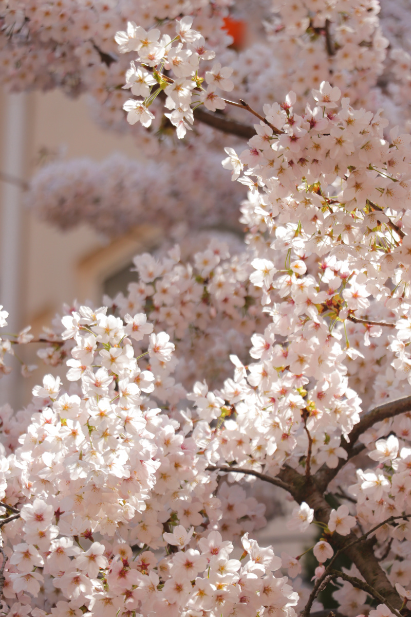 清明假期青岛三明南路樱花一小区里的樱花装点了生活春天太美好了