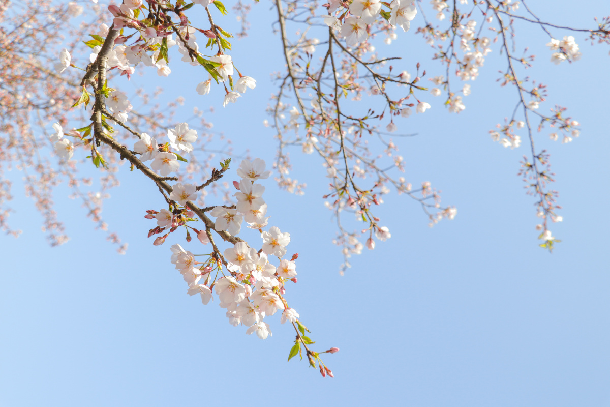 青岛中山公园晴天樱花一