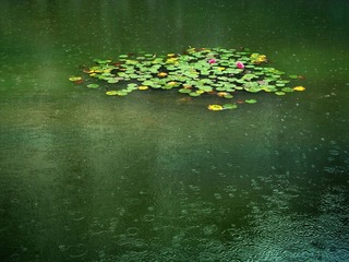 雨中莲小