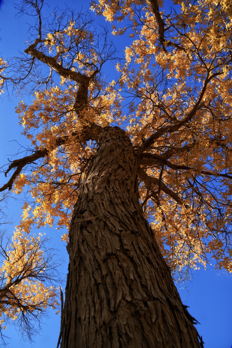满眼金秋,飞扬在高高的胡杨树上.