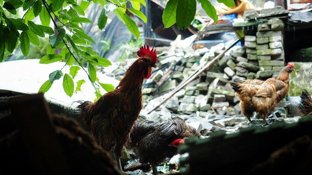 地鸡养殖,关于天农走地鸡!地理标志产品保护范围