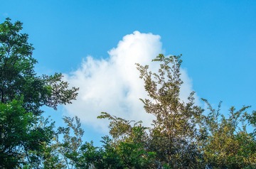 _IGP2885