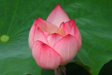 DSCF1530_HZP