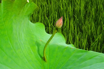 DSCF1555_HZP