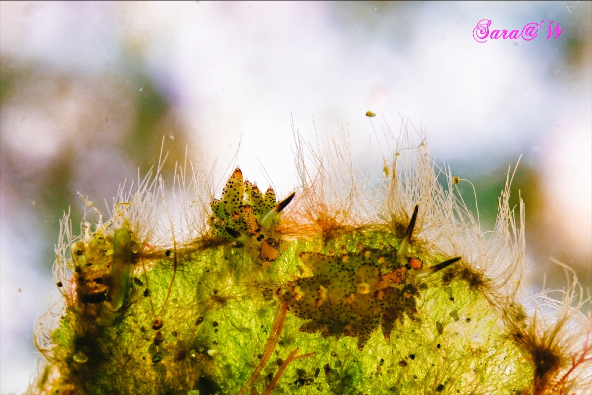 相遇·一片海草上面两只米粒大小的绵羊海兔