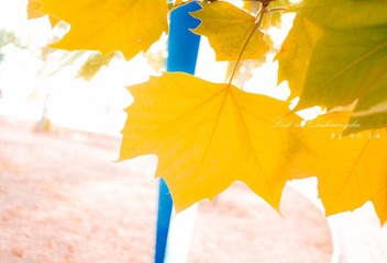 20110602-DSC09355
