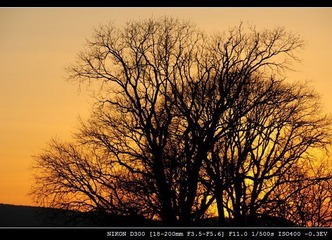 夕阳晚树