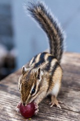 IMG_6362-1