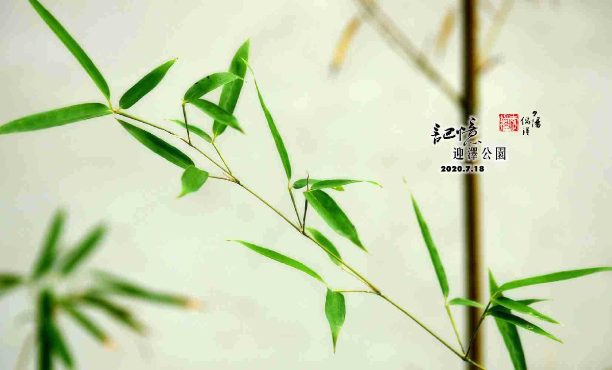 青竹摄于太原迎泽公园2007