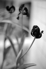DSC01167.jpg