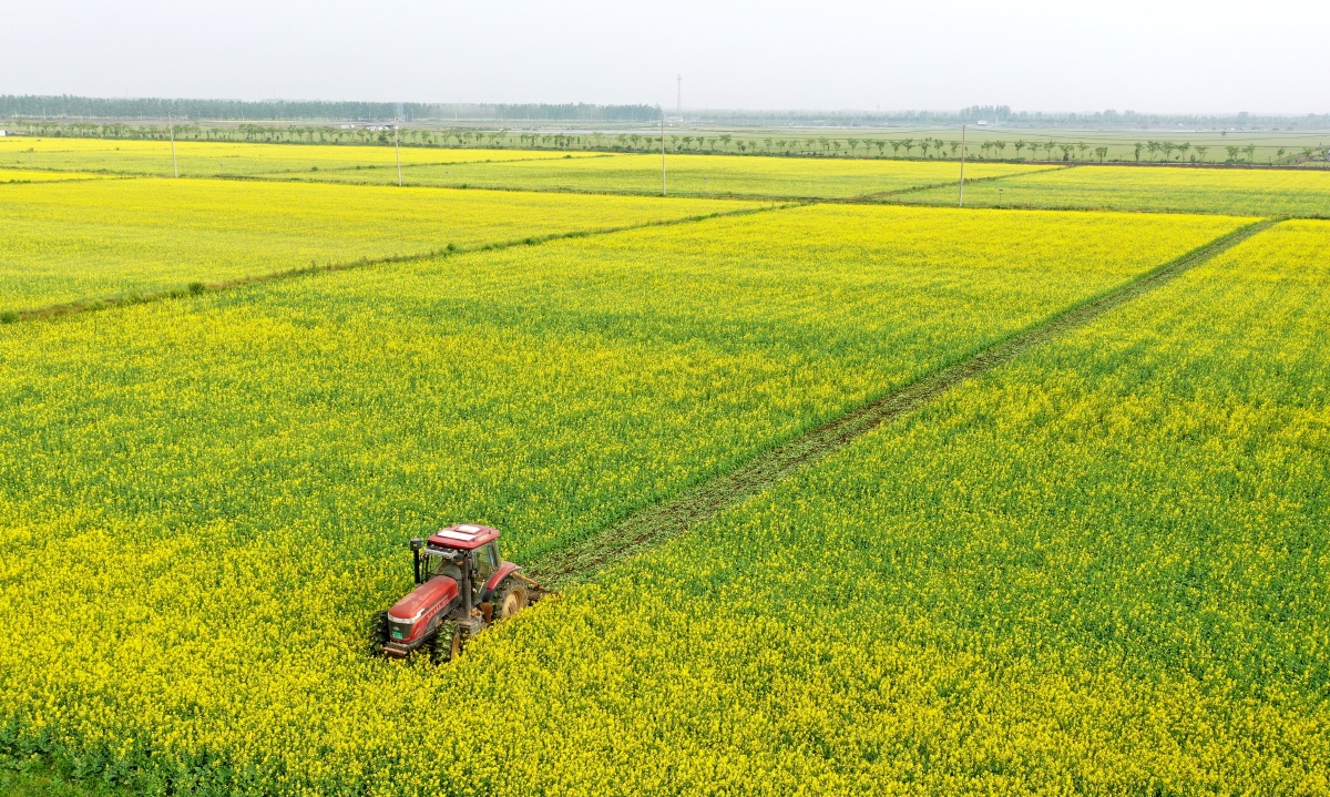 复耕新模式油菜花变有机绿肥