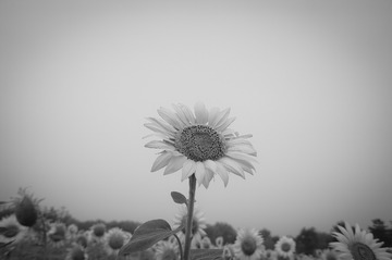 20150708_0039-1