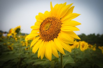 20150708_0014-1