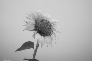 20150708_0040-1