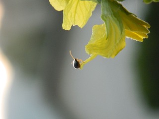 little bug