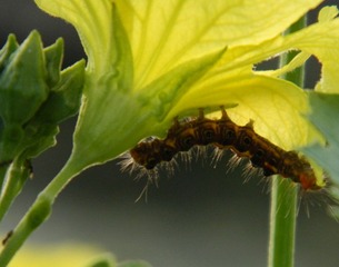 the bug