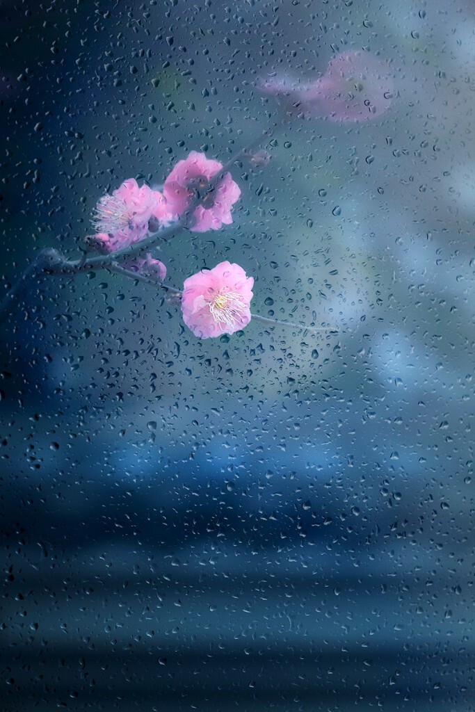 合肥植物园的梅花,今年唯一的一次小品尝试。