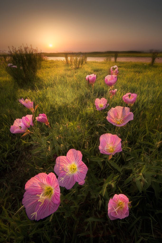 摄于巢湖岸上草原，偶然的机会，发现这里居然有几朵小花，终于不用去黑石嘴拍巢湖了。