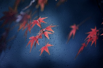 一阵冬雨一阵凉