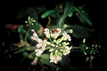 勤劳的小蜜蜂
