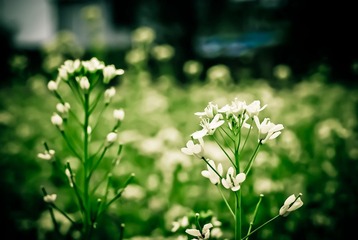 油菜花