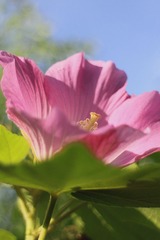IMG_8009_