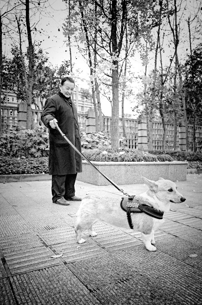他说这是当地唯一一只柯基犬