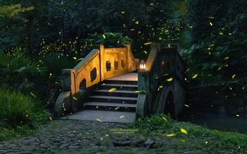 仲夏之梦