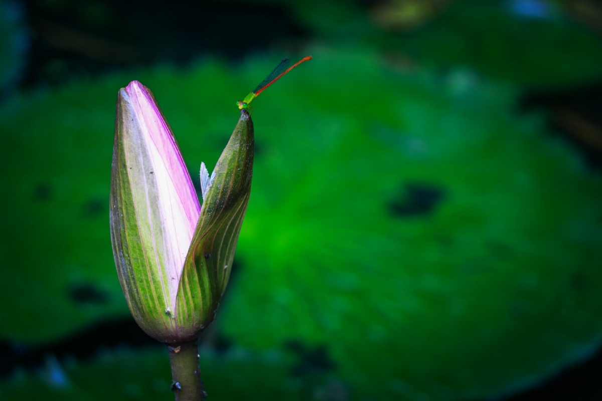 心若像水中莲是否就能清心寡欲