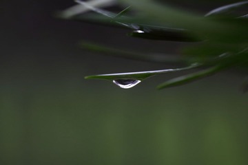 油润的水滴