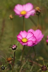IMG_2585.JPG
