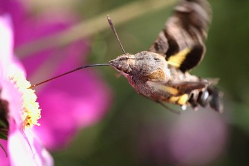 IMG_2847.JPG