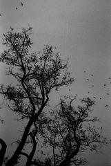 Scan-141125-0007