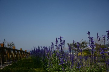 LSC_0567