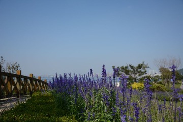 LSC_0568