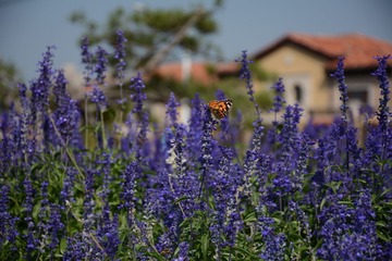 LSC_0574