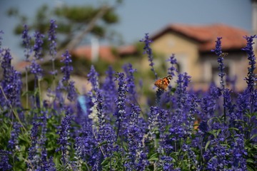 LSC_0576