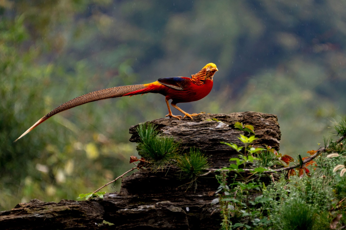 中国鸟—红腹锦鸡 - 林疏虹影 - 图虫