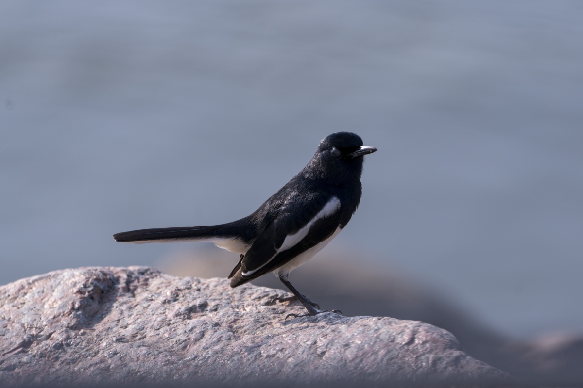 我见过的最黑的鹊鸲