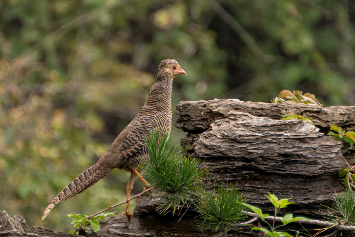 中国鸟—红腹锦鸡 - 林疏虹影 - 图虫