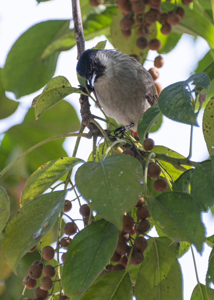 一看就是地主家的 - 林疏虹影