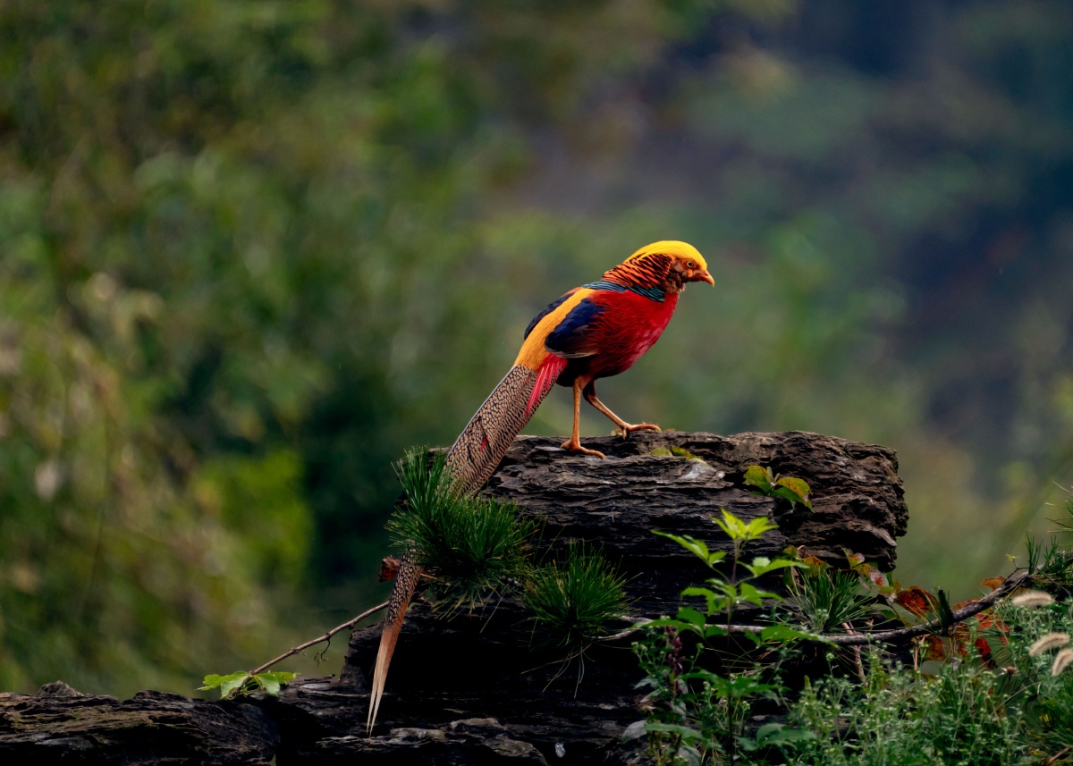 中国鸟—红腹锦鸡 - 林疏虹影 - 图虫