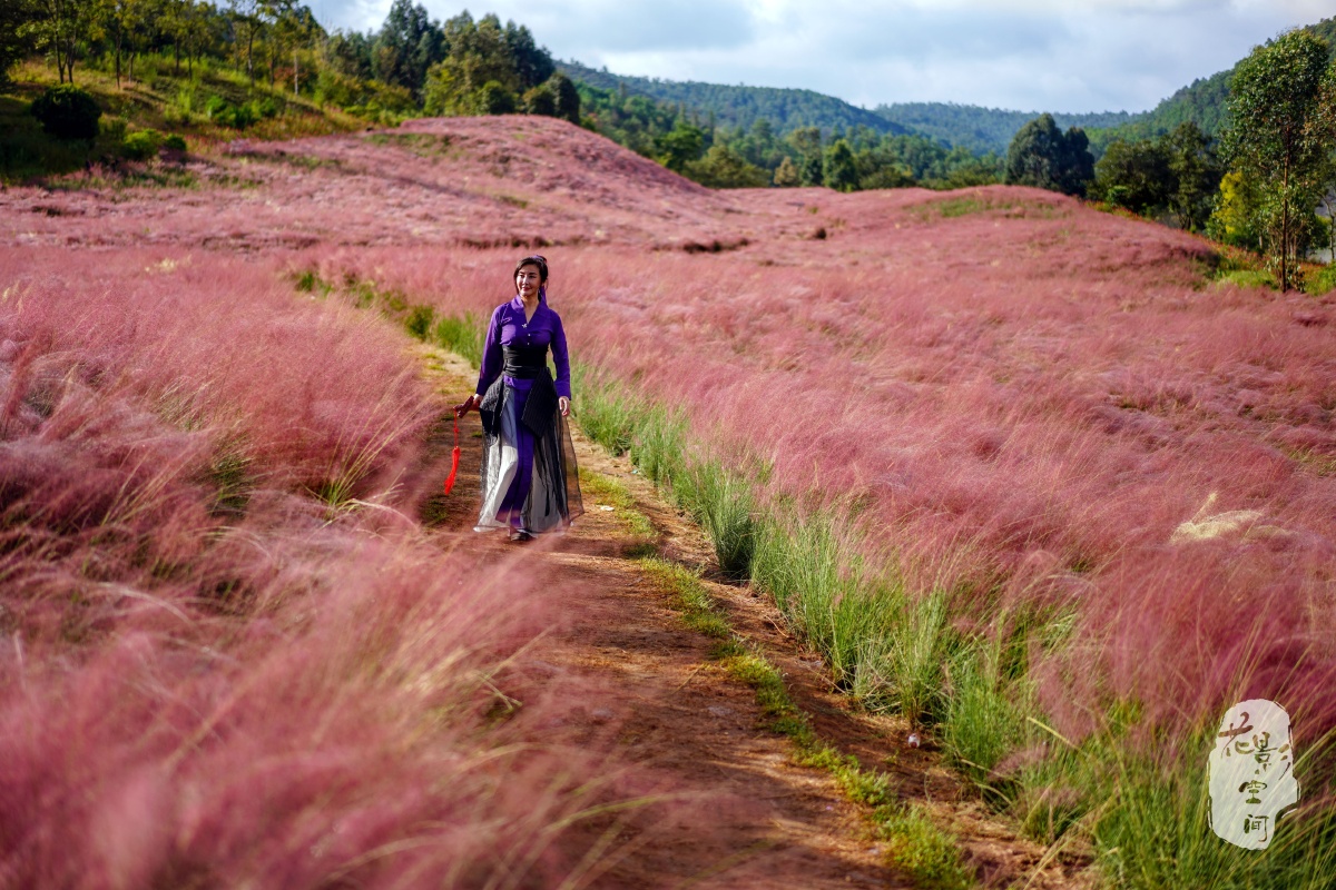 昆明最美粉色的秋天粉黛乱子草染红的不只是山林还有武侠的江湖摄影人