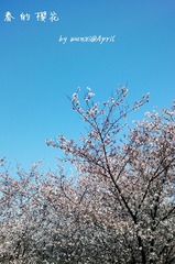 春的樱花