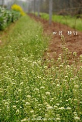 蔓草青青