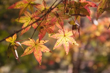 20141117-IMGP3289