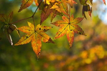 20141117-IMGP3291